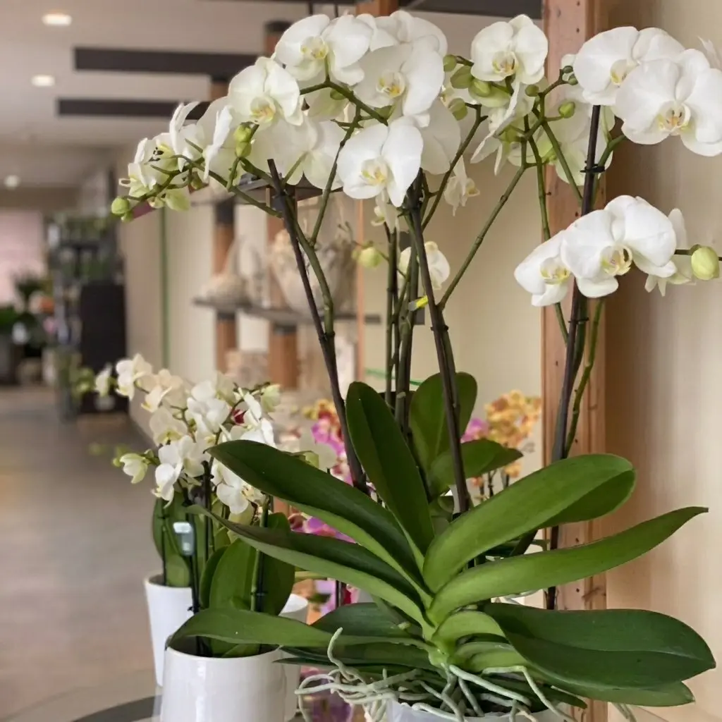 Orchideen und andere Zimmerplanzen beim Floristen.