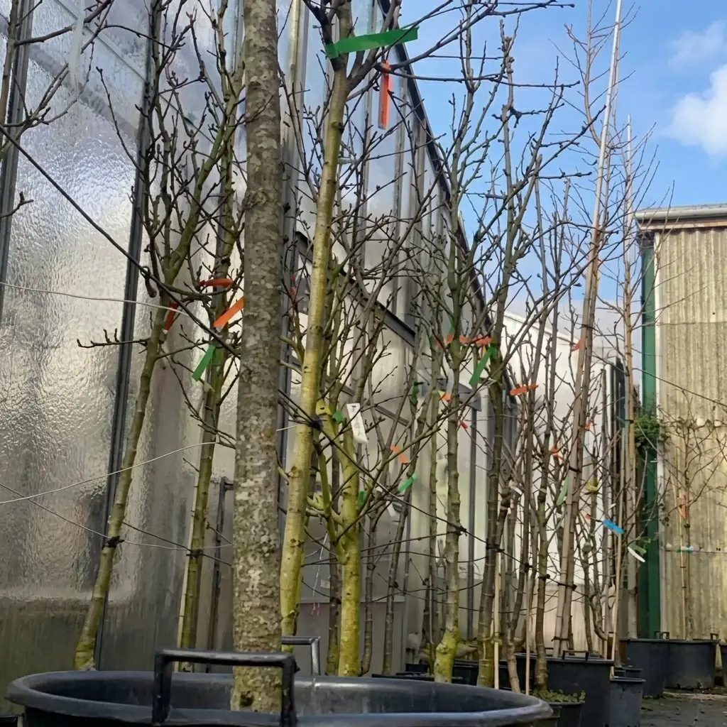 Obstbäume in der Gärtnerei